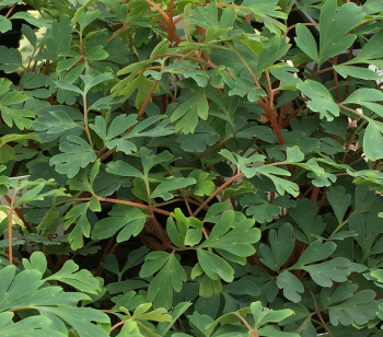 Corydalis curviflora 'Blue Heron' 